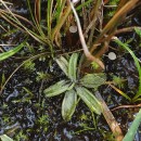 Pinguicula lusitanica L.Pinguicula lusitanica L.