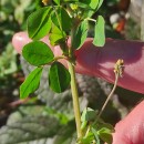 Medicago lupulina L.Medicago lupulina L.