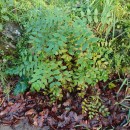 Fraxinus excelsior L.Fraxinus excelsior L.
