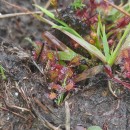 Drosera intermedia HayneDrosera intermedia Hayne