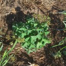 Oxalis latifolia KunthOxalis latifolia Kunth