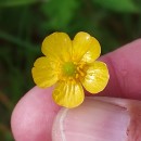 Ranunculus flammula L.Ranunculus flammula L.