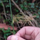 Juncus effusus L.Juncus effusus L.