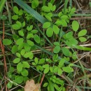 Ceratocapnos claviculata (L.) LidénCeratocapnos claviculata (L.) Lidén