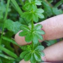 Galium mollugo L.Galium mollugo L.