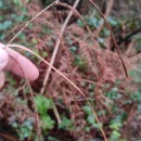 Carex pendula Huds.Carex pendula Huds.