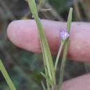 Epilobium tetragonum  L.Epilobium tetragonum  L.