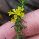 Thymelaea coridifolia (Lam.) Endl. subsp. coridifoliaThymelaea coridifolia (Lam.) Endl. subsp. coridifolia