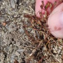 Juncus minutulus (Albert & Jahand.) PrainJuncus minutulus (Albert & Jahand.) Prain