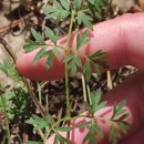 Silphiodaucus prutenicus (L.) Spalik, Wojew., Banasiak, Piwczyñski & Reduron subsp. dufourianus (Rouy & E.G.Camus) ReduronSilphiodaucus prutenicus (L.) Spalik, Wojew., Banasiak, Piwczyñski & Reduron subsp. dufourianus (Rouy & E.G.Camus) Reduron