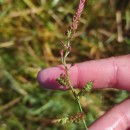 Echinochloa crus-galli (L.) Beauv.Echinochloa crus-galli (L.) Beauv.
