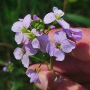 Cardamine pratensis  L.Cardamine pratensis  L.