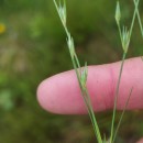 Juncus bufonius L.Juncus bufonius L.
