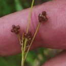 Luzula multiflora (Ehrh.) Lej.Luzula multiflora (Ehrh.) Lej.