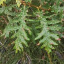Quercus pyrenaica Willd.Quercus pyrenaica Willd.