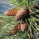 Pinus sp. L.Pinus sp. L.