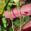 Sonchus asper (L.) HillSonchus asper (L.) Hill