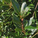 Laurus nobilis L.Laurus nobilis L.