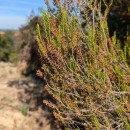 Erica scoparia  L.Erica scoparia L.