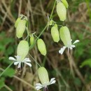 Silene vulgaris (Moench) Garcke subsp. vulgaris .Silene vulgaris (Moench) Garcke subsp. vulgaris .