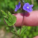 Veronica chamaedrys L.Veronica chamaedrys L.