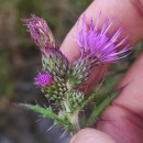 Cirsium palustre (L.) Coss. ex Scop.Cirsium palustre (L.) Coss. ex Scop.