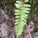 Polypodium vulgare L.Polypodium vulgare L.