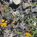 Lotus corniculatus L.Lotus corniculatus L.