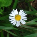 Bellis perennis L.Bellis perennis L.