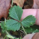 Potentilla sterilis (L.) GarckePotentilla sterilis (L.) Garcke