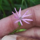 Silene flos-cuculi (L.) Greuter & BurdetSilene flos-cuculi (L.) Greuter & Burdet