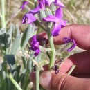 Matthiola sinuata (L.) R. Br.Matthiola sinuata (L.) R. Br.