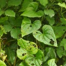 Dioscorea communis (L.) Caddick & WilkinDioscorea communis (L.) Caddick & Wilkin