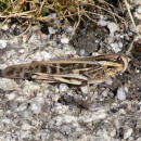 Locusta migratoria (Linnaeus, 1758)Locusta migratoria (Linnaeus, 1758)