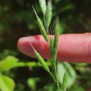 Bromus hordeaceus  L.Bromus hordeaceus  L.