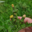 Sonchus asper (L.) HillSonchus asper (L.) Hill