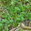 Veronica serpyllifolia L.Veronica serpyllifolia L.