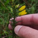 Ulex gallii Planch. subsp. galliiUlex gallii Planch. subsp. gallii