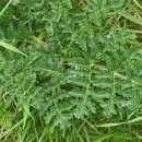 Thapsia villosa L.Thapsia villosa L.