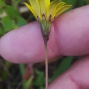 Leontodon saxatilis Lam.Leontodon saxatilis Lam.