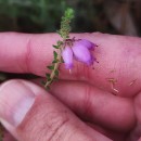 Erica ciliaris L.Erica ciliaris L.