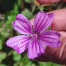 Malva sylvestris L.Malva sylvestris L.