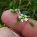 Cerastium fontanum Baumg. subsp. vulgare (Hartm.) Greuter & BurdetCerastium fontanum Baumg. subsp. vulgare (Hartm.) Greuter & Burdet