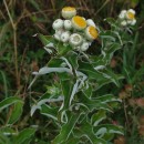 Helichrysum foetidum (L.) Cass.Helichrysum foetidum (L.) Cass.