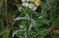 Helichrysum foetidum (L.) Cass.Helichrysum foetidum (L.) Cass.