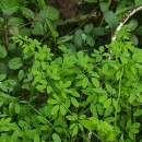 Ceratocapnos claviculata (L.) LidénCeratocapnos claviculata (L.) Lidén