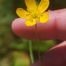 Ranunculus bulbosus  L.Ranunculus bulbosus  L.