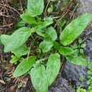 Scrophularia auriculata L.Scrophularia auriculata L.