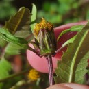 Bidens frondosa L.Bidens frondosa L.