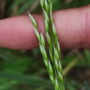 Arrhenatherum elatius (L.) Beauv. ex J. & C. PreslArrhenatherum elatius (L.) Beauv. ex J. & C. Presl